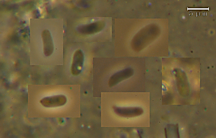 Stereum sp. (Stereum insignitum)